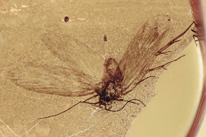 Detailed Fossil Moth (Lepidoptera) w/ Spread Wings in Baltic Amber #315503
